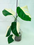 Monstera  Albo Variegata HALF MOON