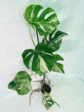 Monstera Albo Variegata XXL