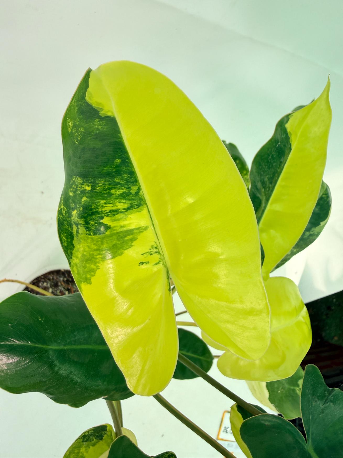 Philodendron Burle Marx Variegata